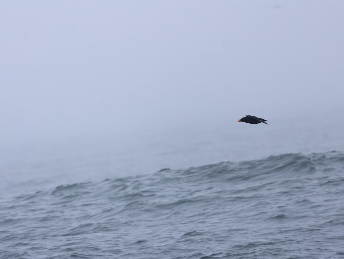 Macareux huppé - ML646678572