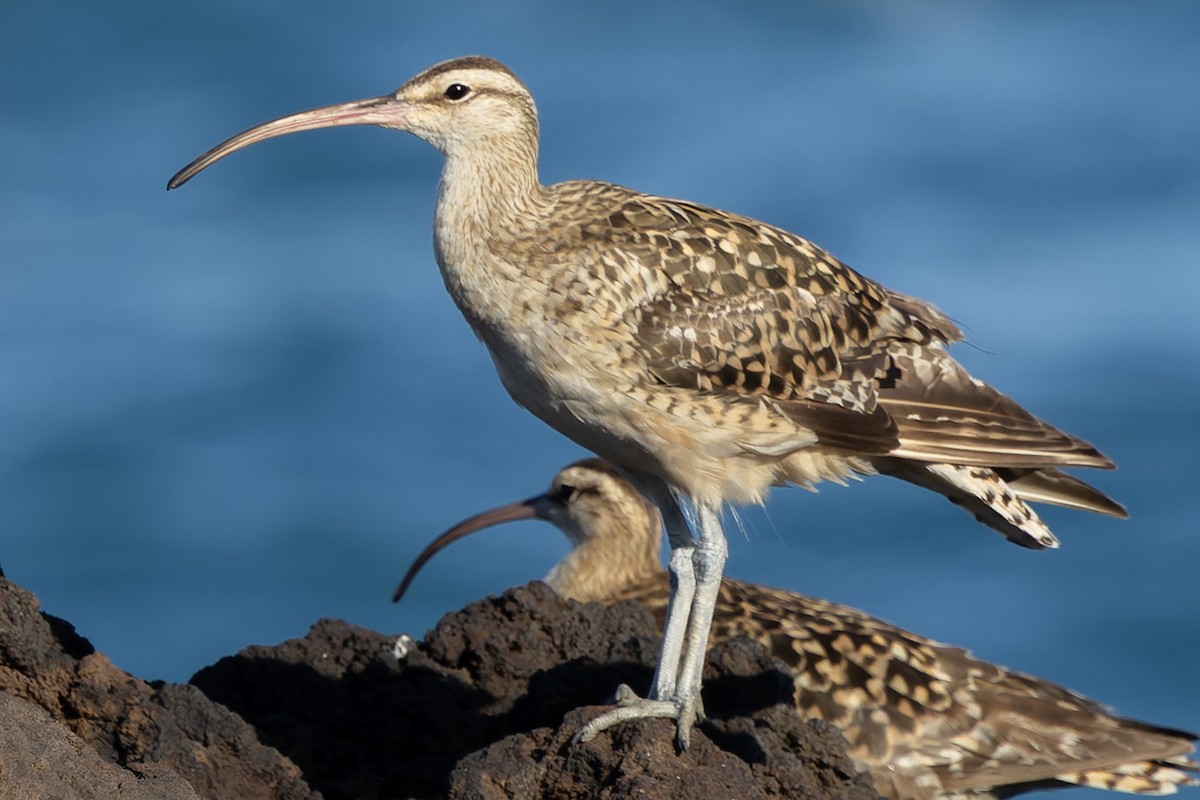 Кульон аляскинський - ML646678573