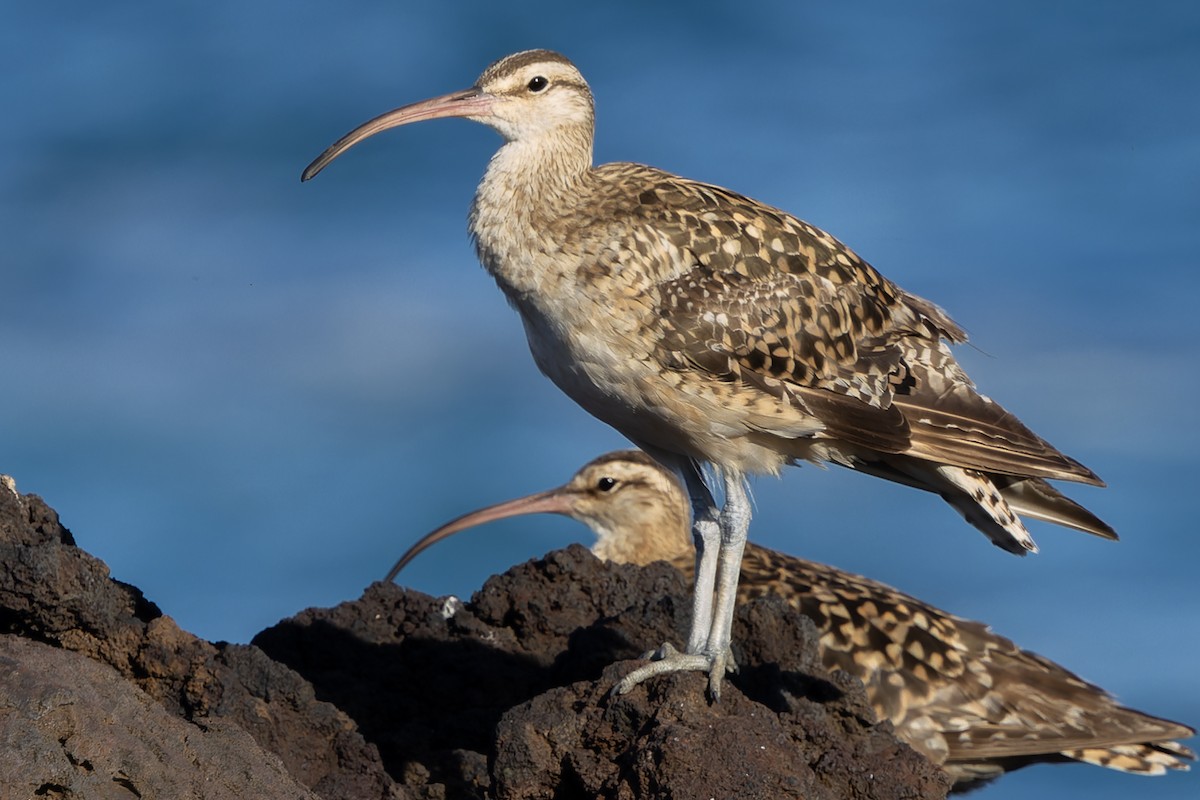 Кульон аляскинський - ML646678574