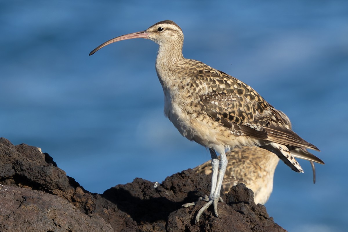 Кульон аляскинський - ML646678575