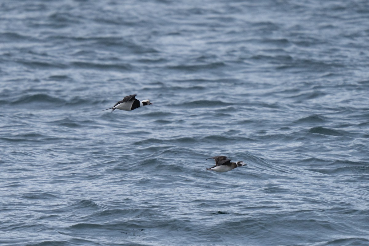 Long-tailed Duck - ML646678577