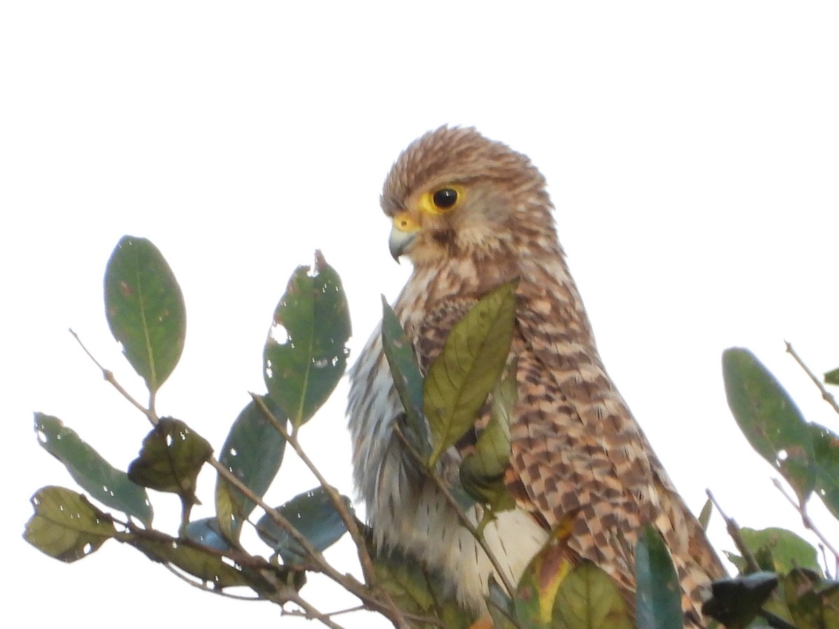 Боривітер звичайний - ML646678578