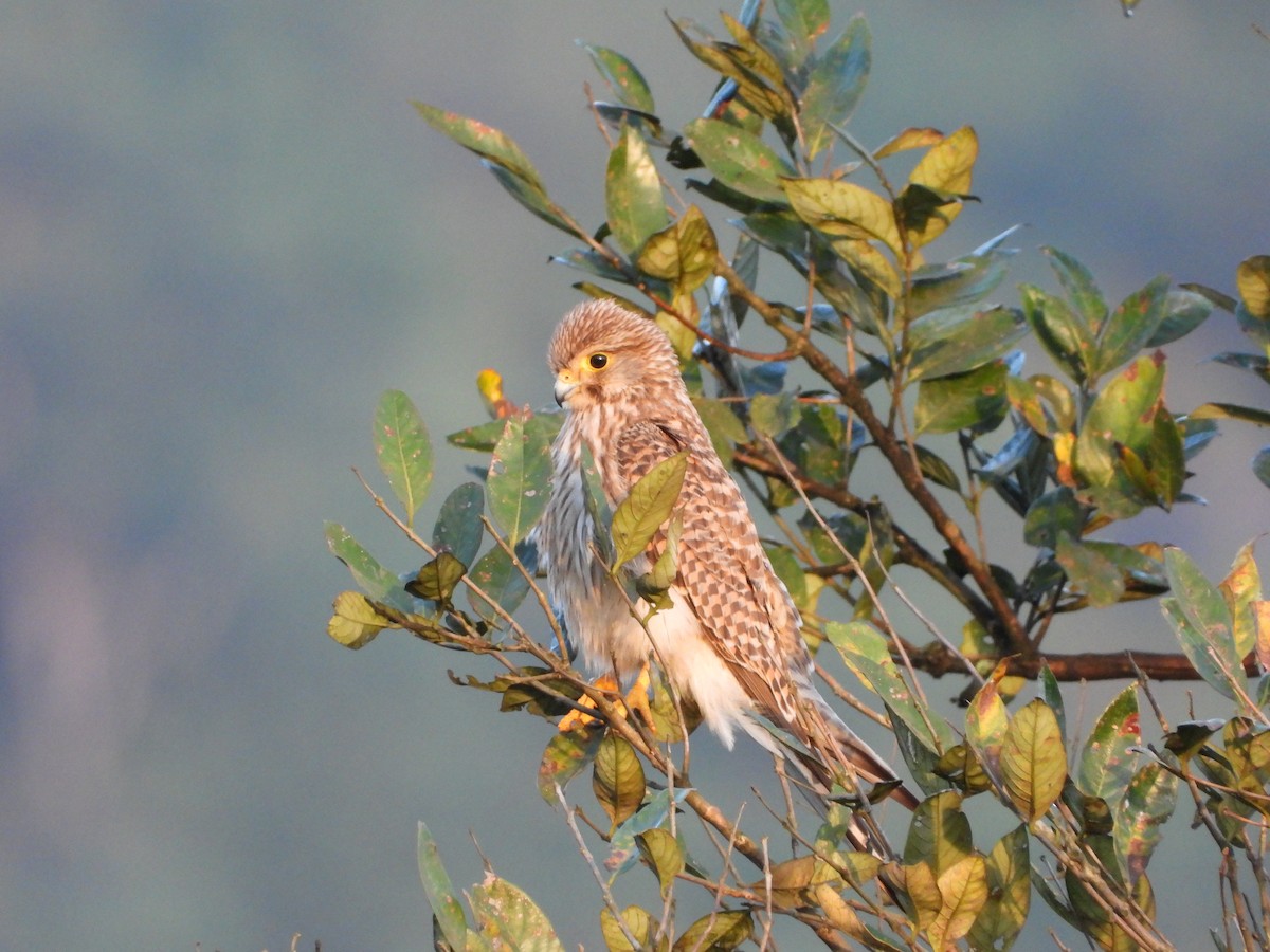 Боривітер звичайний - ML646678579