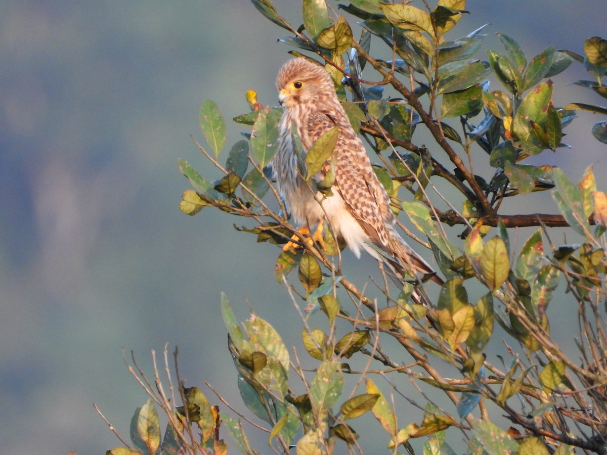 Боривітер звичайний - ML646678580
