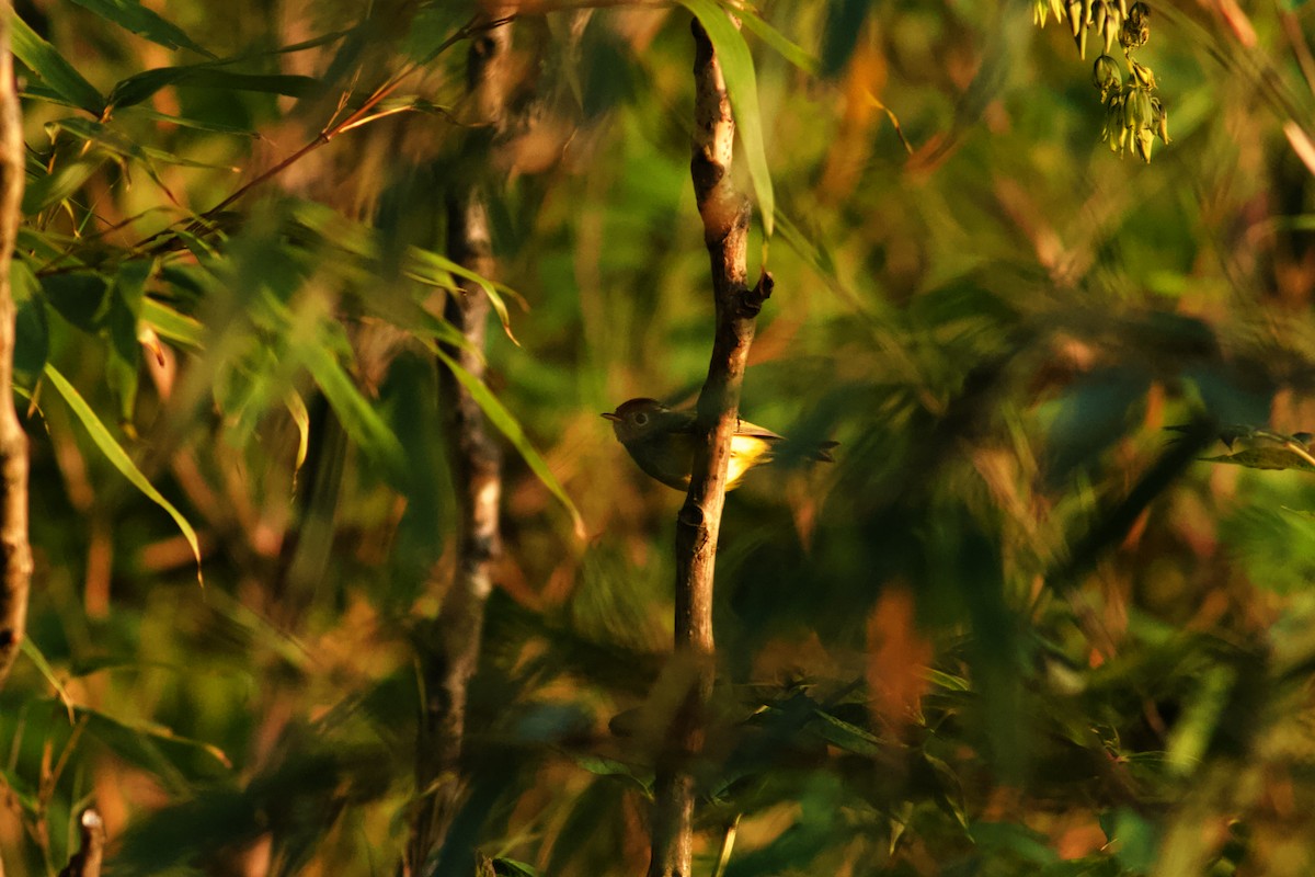 Rotkopf-Laubsänger - ML646678582