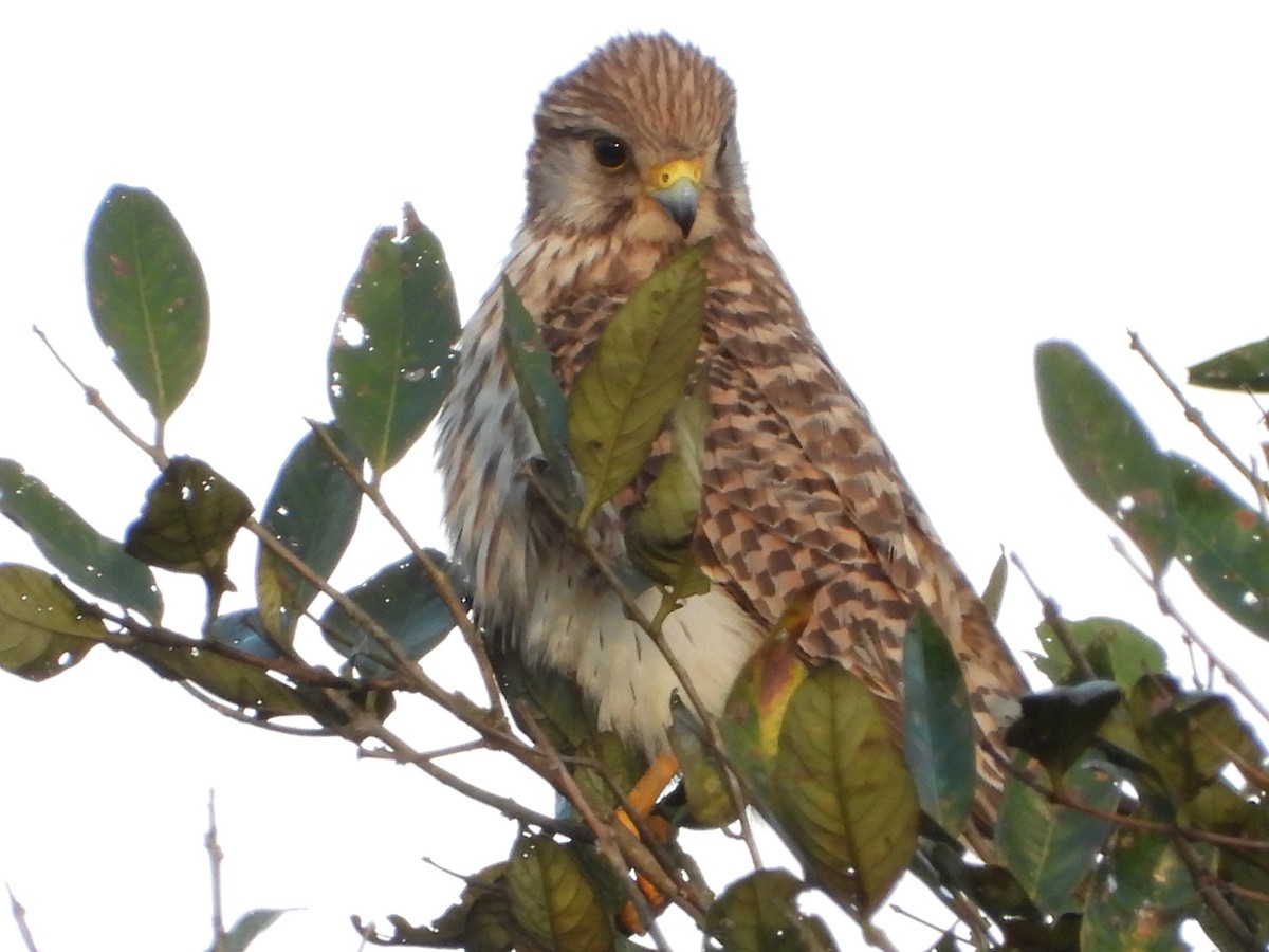 Боривітер звичайний - ML646678583