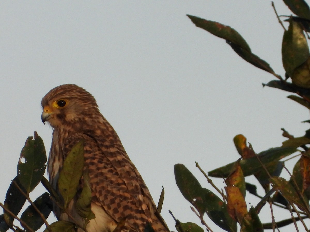 Боривітер звичайний - ML646678584