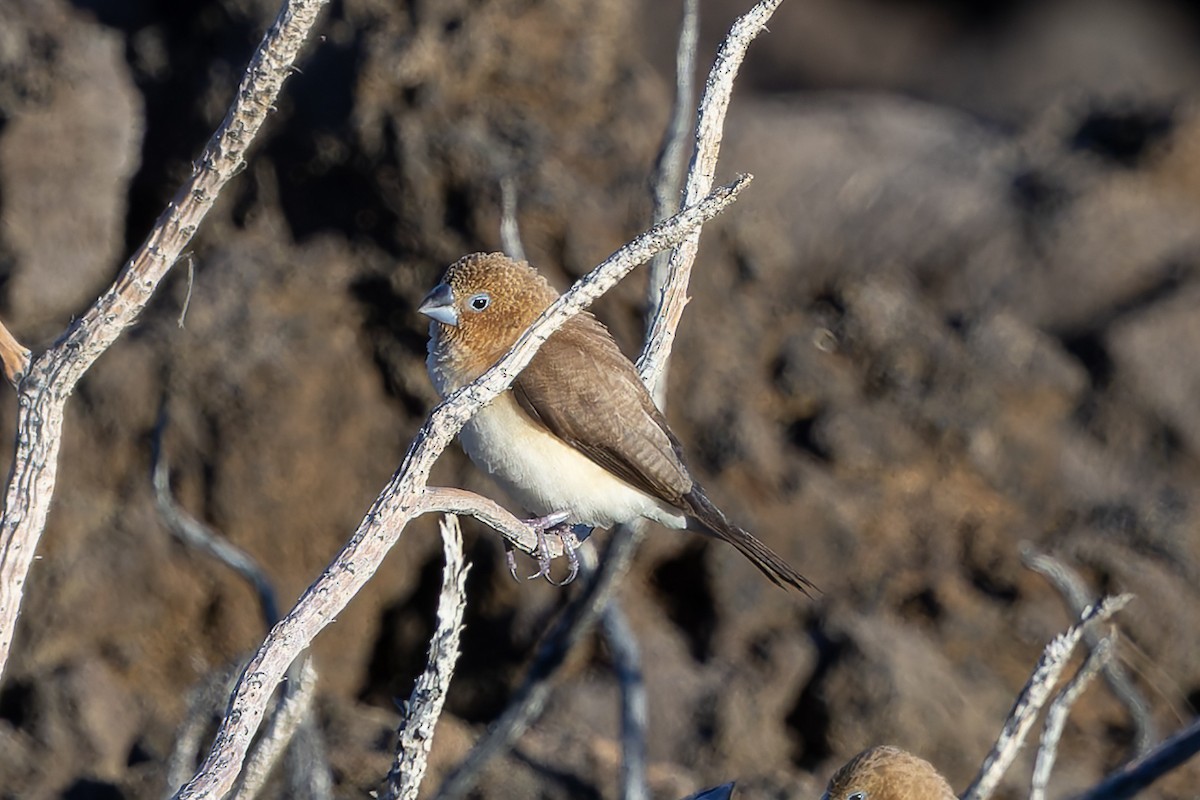 Сріблодзьоб чорногузий - ML646678586