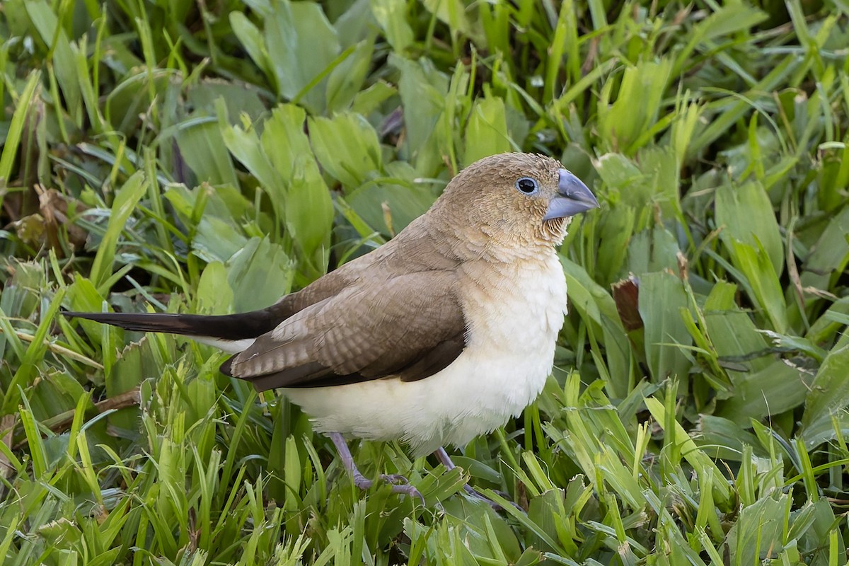 Сріблодзьоб чорногузий - ML646678587