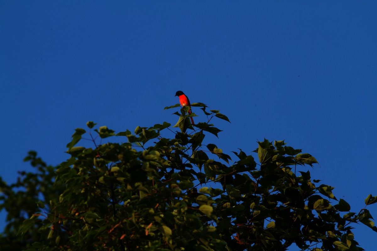 Langschwanz-Mennigvogel - ML646678588