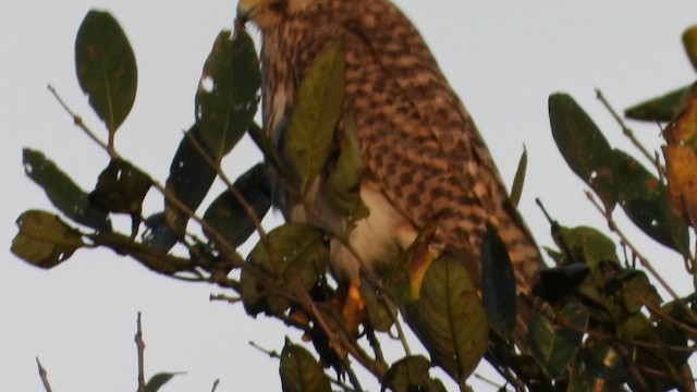 Kerkenez - ML646678589