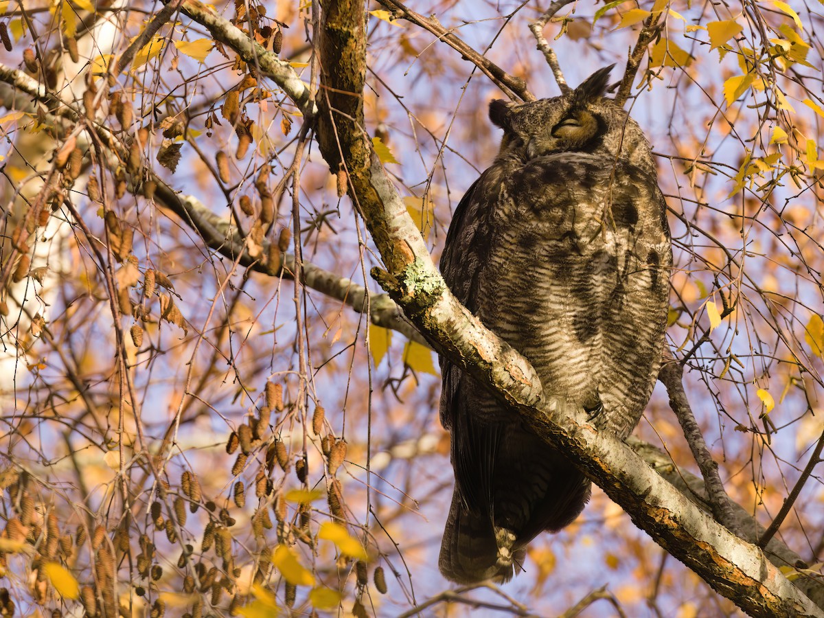 výr virginský - ML646678590