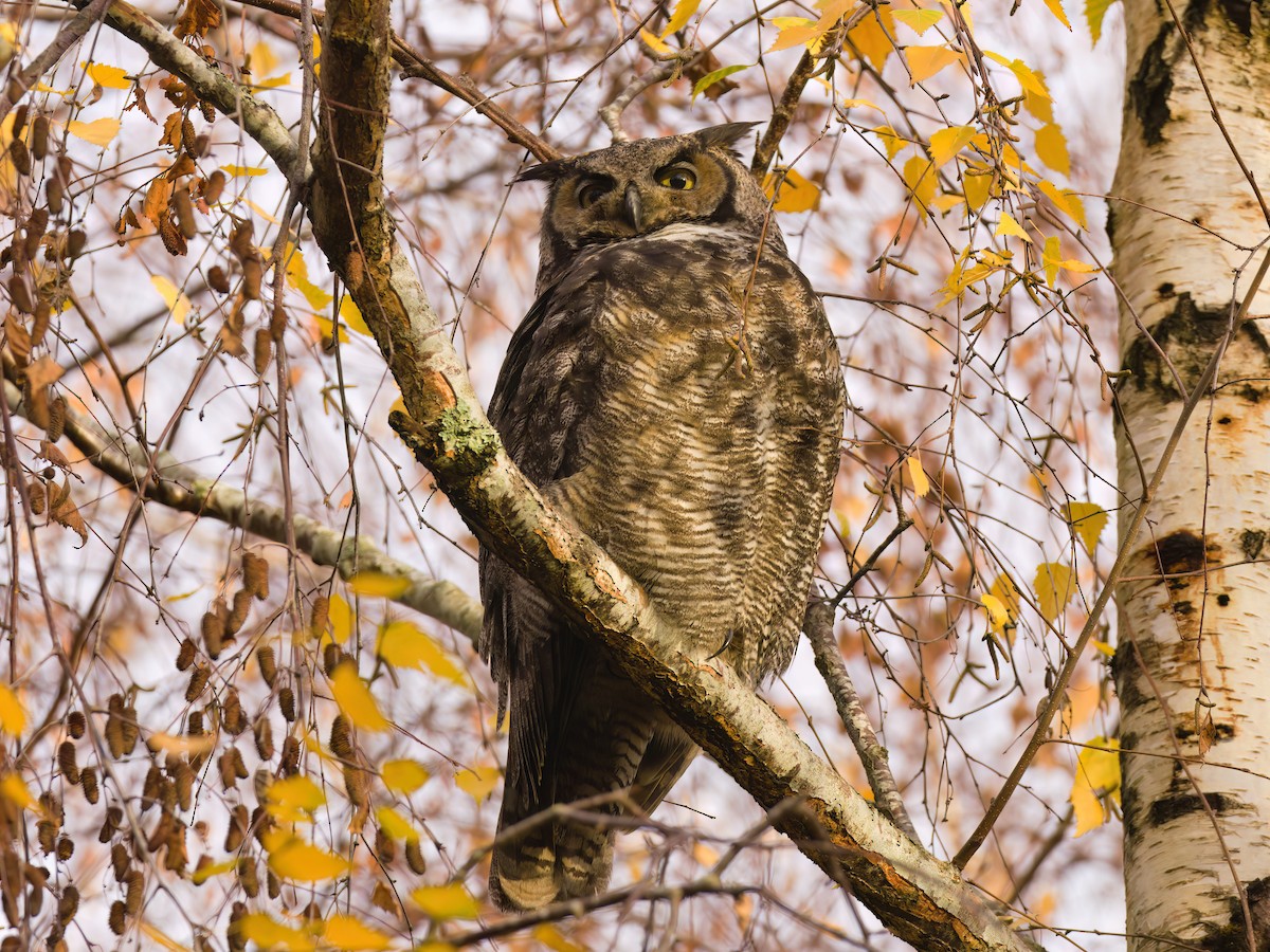 výr virginský - ML646678591