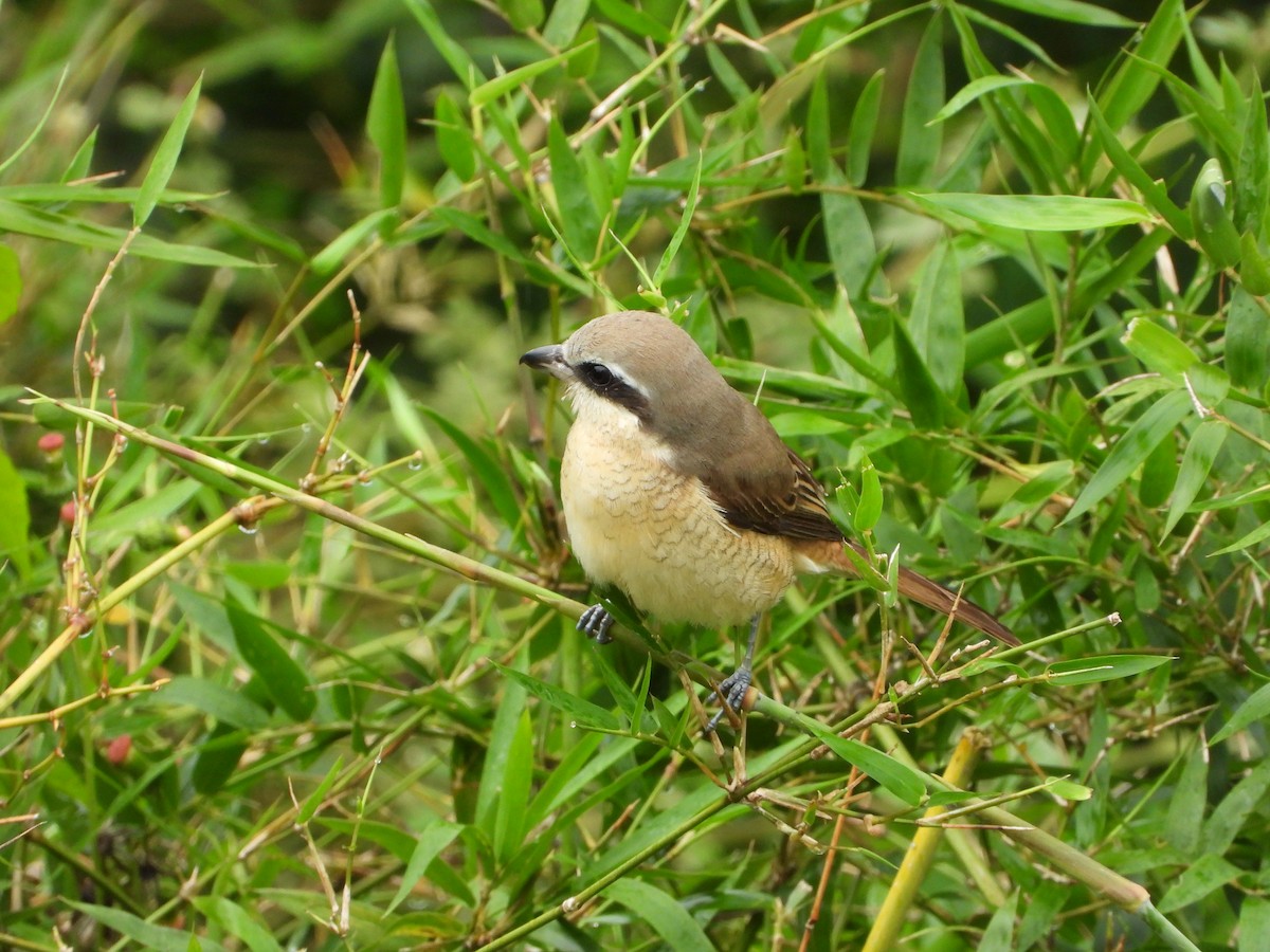 Brown Shrike - ML646678592