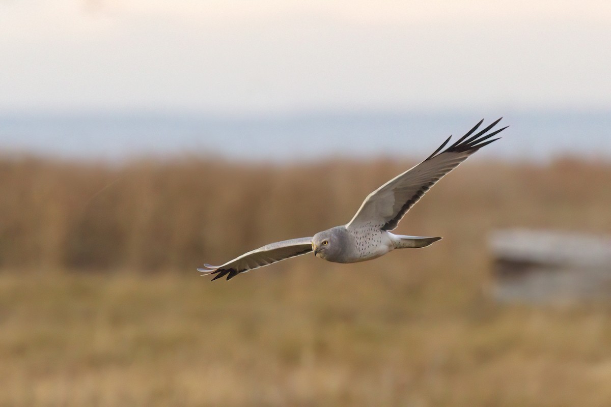 moták severoamerický - ML646678593