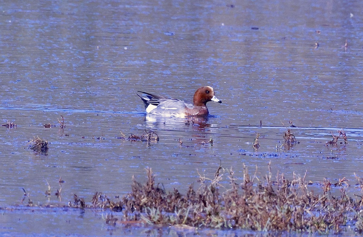 Eurasian Wigeon - ML646678594