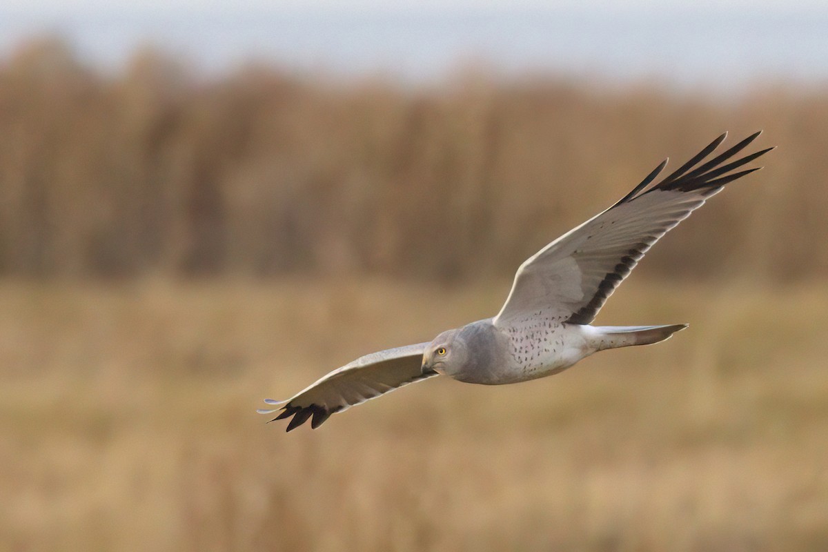 moták severoamerický - ML646678595