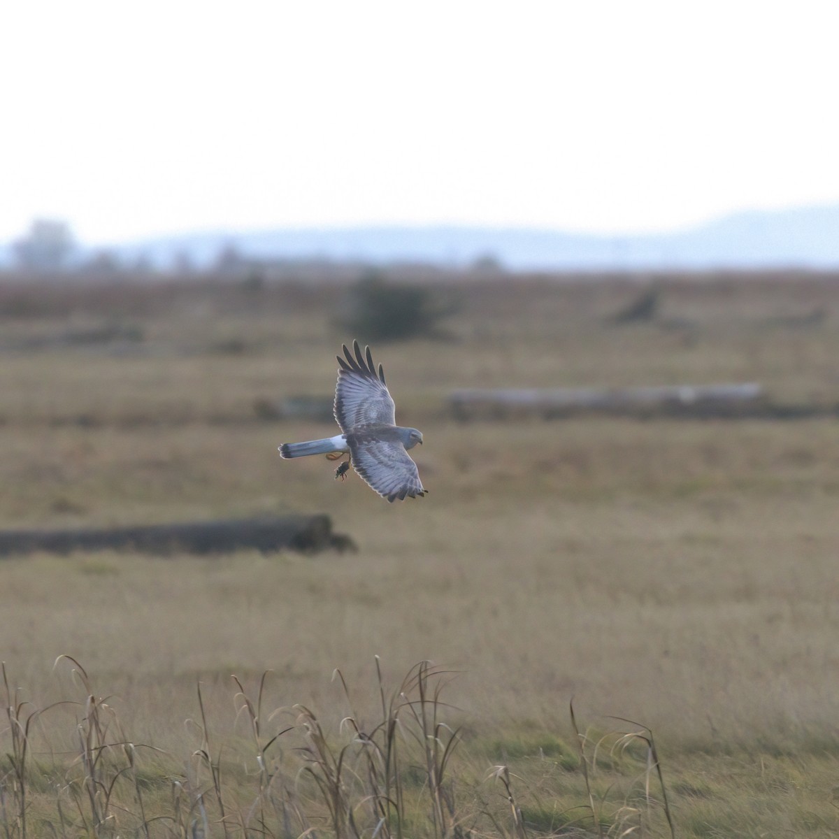 moták severoamerický - ML646678596