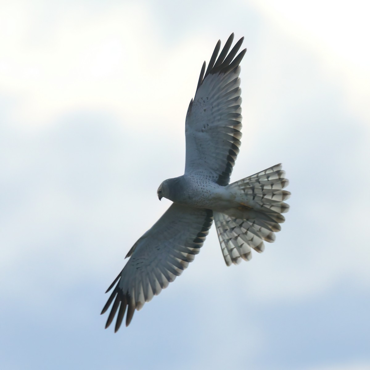 Northern Harrier - ML646678597