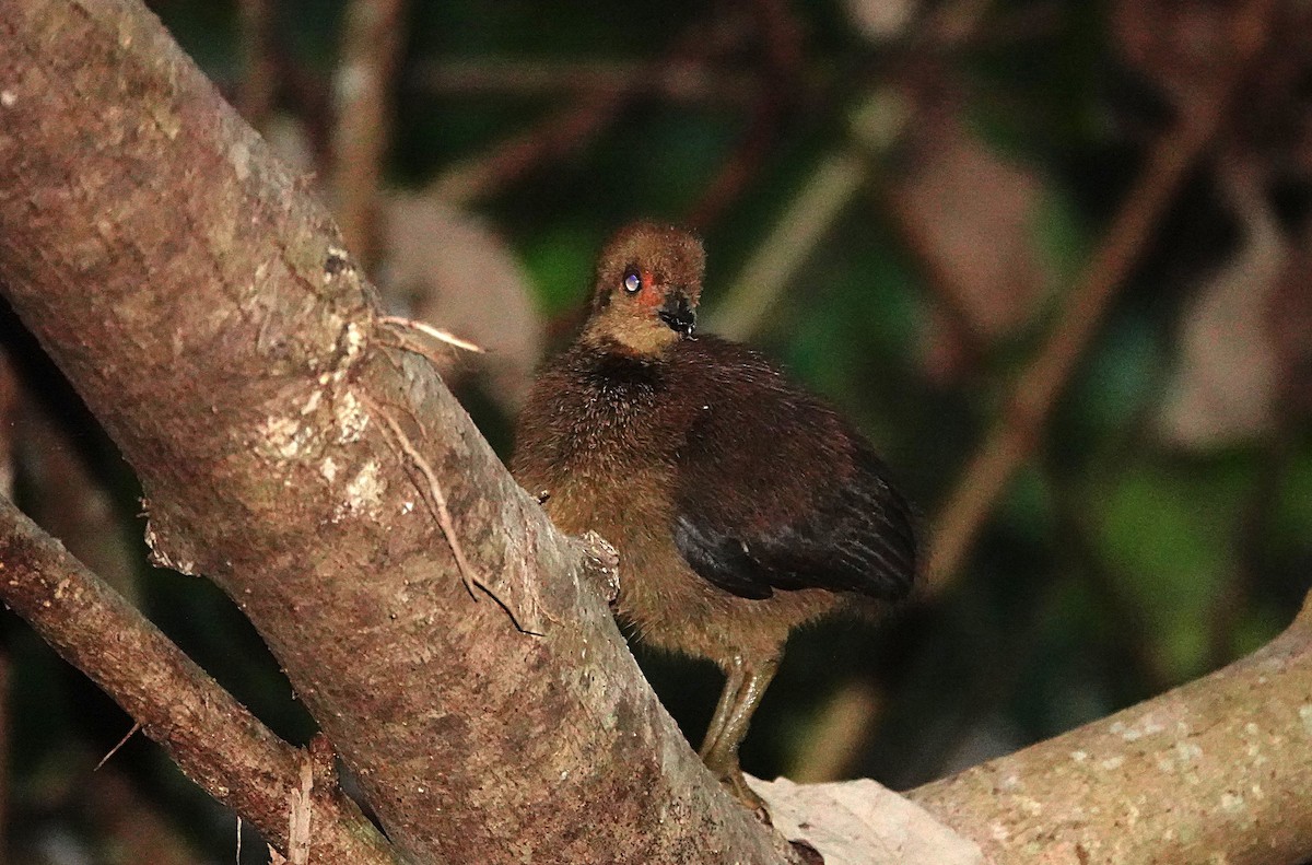 Australian Brushturkey - ML646678598