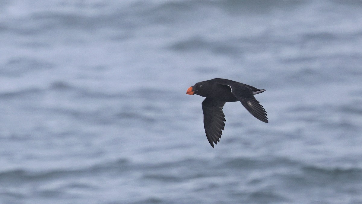 Tufted Puffin - ML646678600