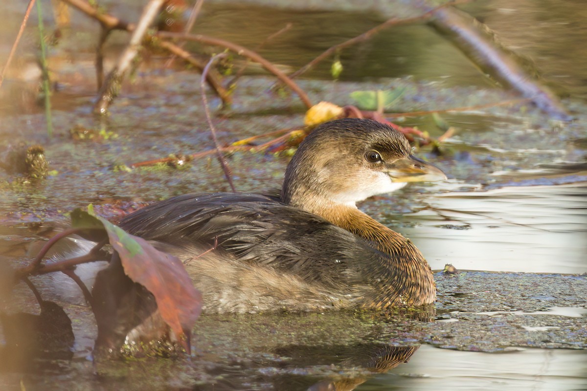 Pied-billed Grebe - ML646678602