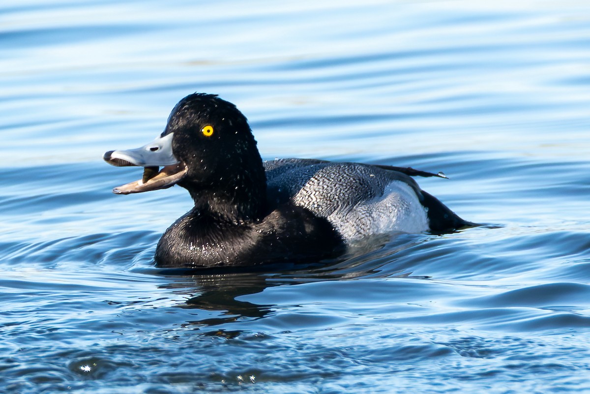 Lesser Scaup - ML646678604