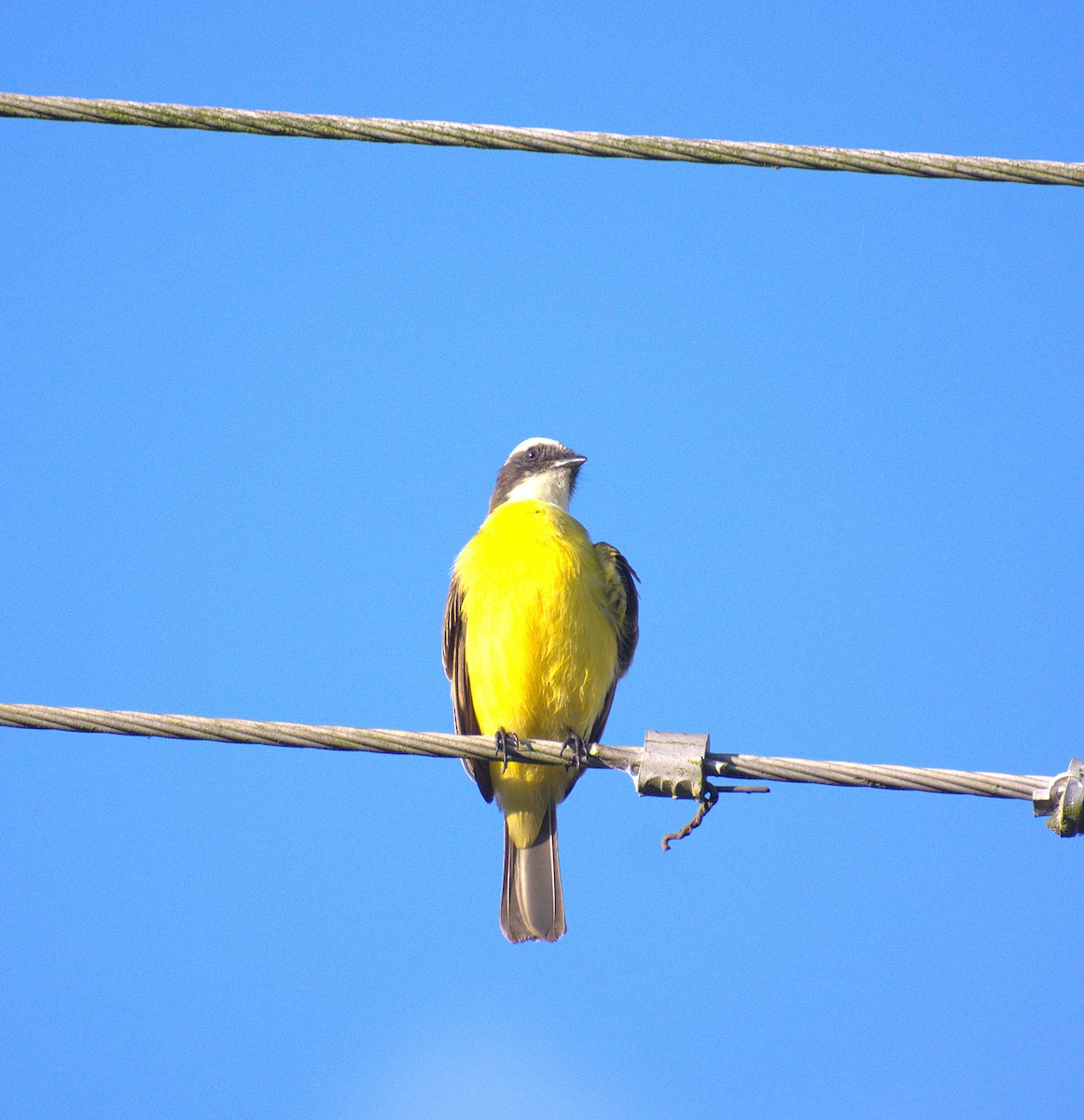 Social Flycatcher - ML646678605