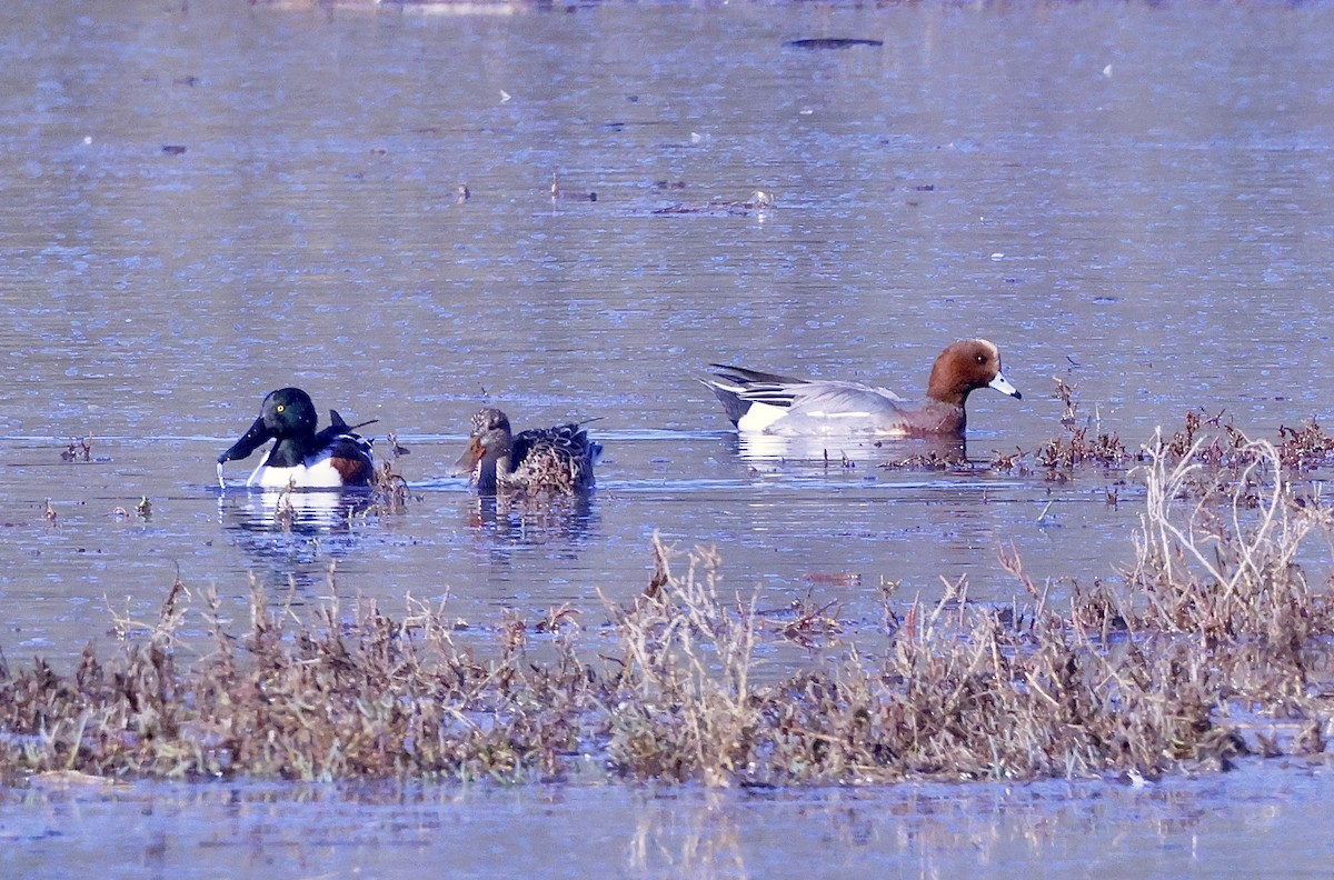 Eurasian Wigeon - ML646678606