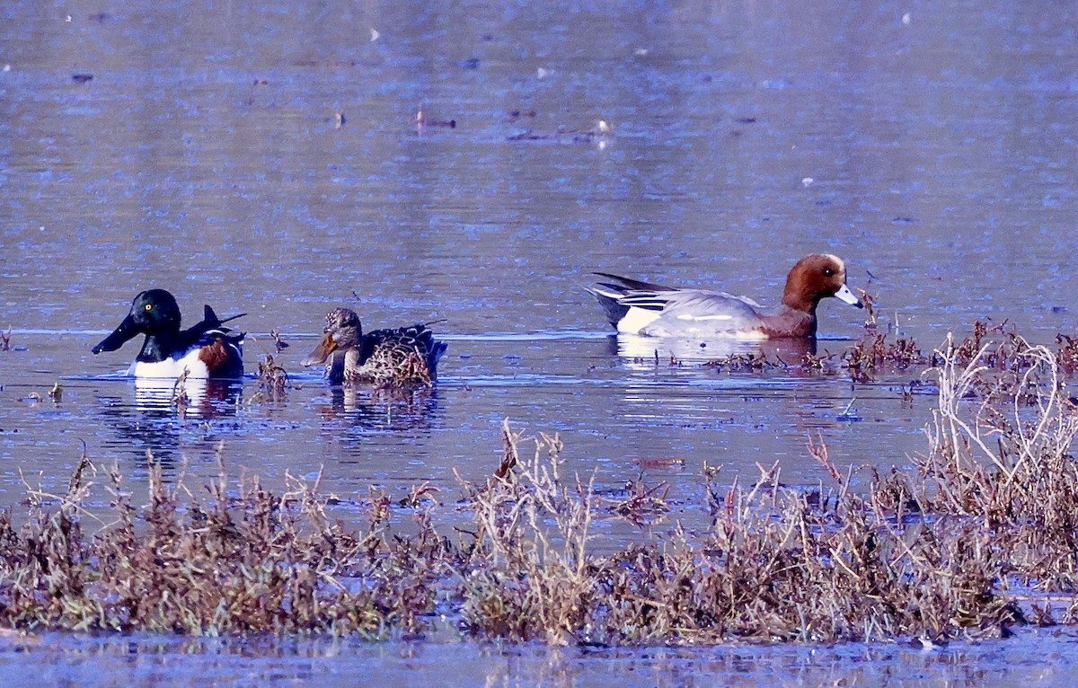 Eurasian Wigeon - ML646678608