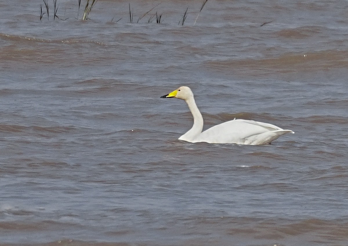 Whooper Swan - ML646678609