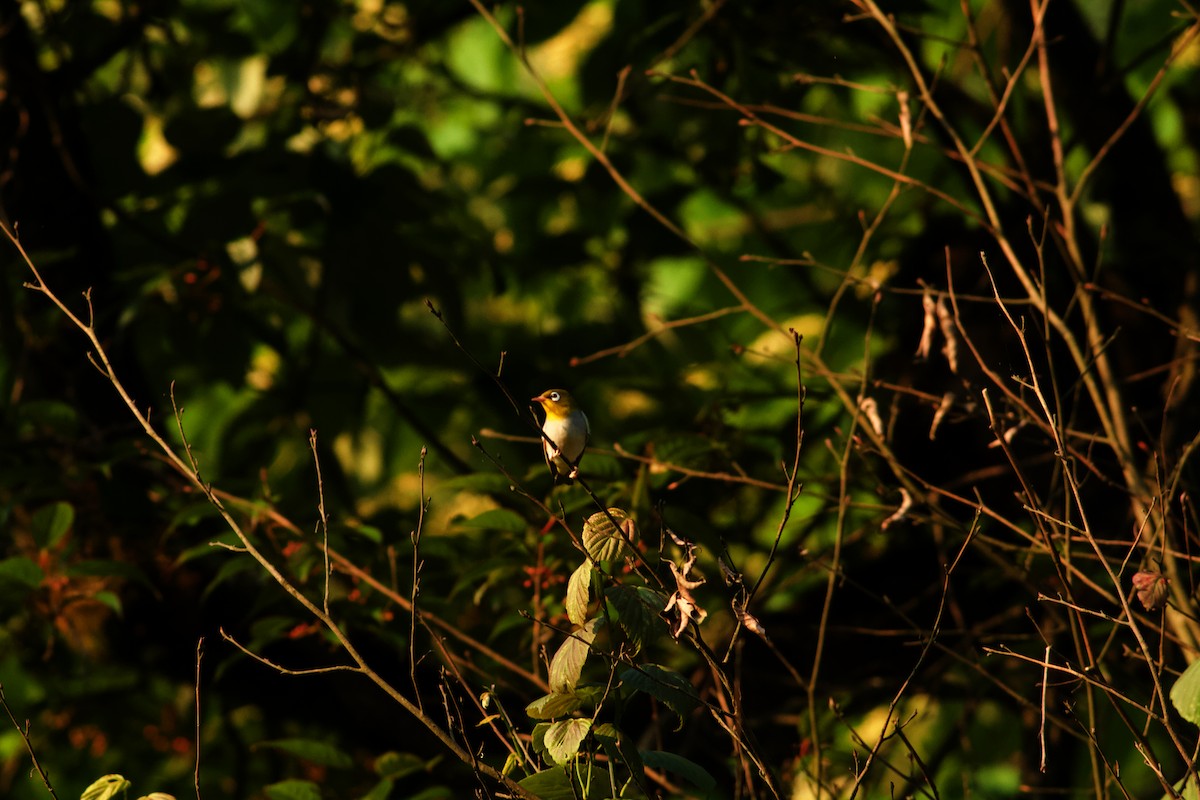 Chestnut-flanked White-eye - ML646678611