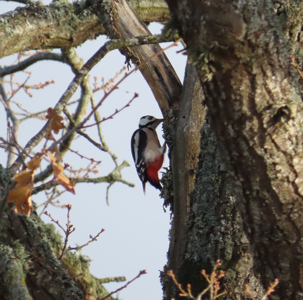 Great Spotted Woodpecker - ML646678614