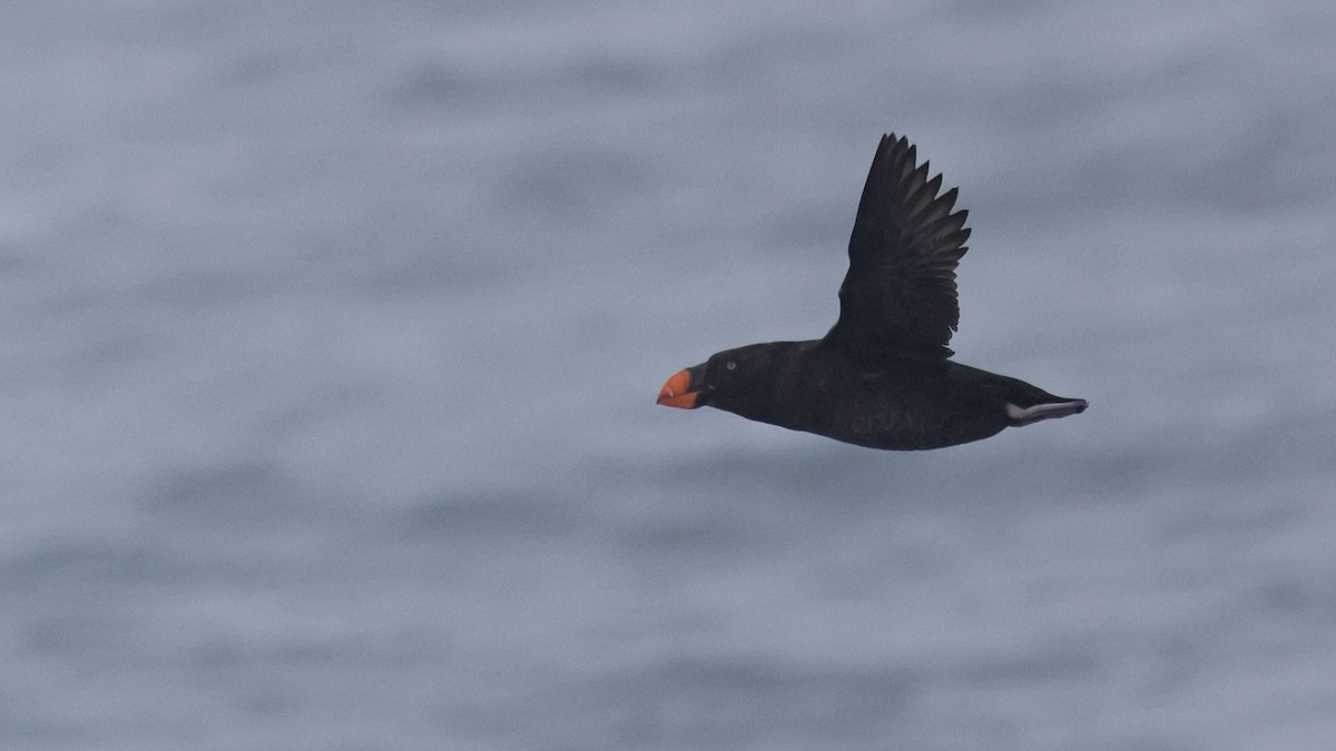 Tufted Puffin - ML646678616