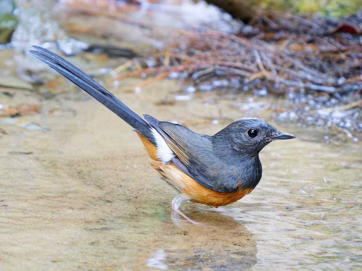White-rumped Shama - ML646678618