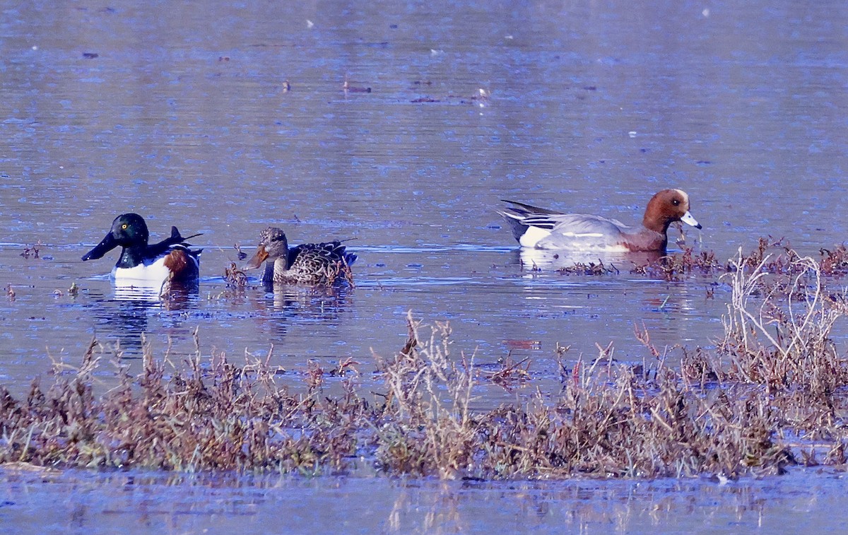Eurasian Wigeon - ML646678619