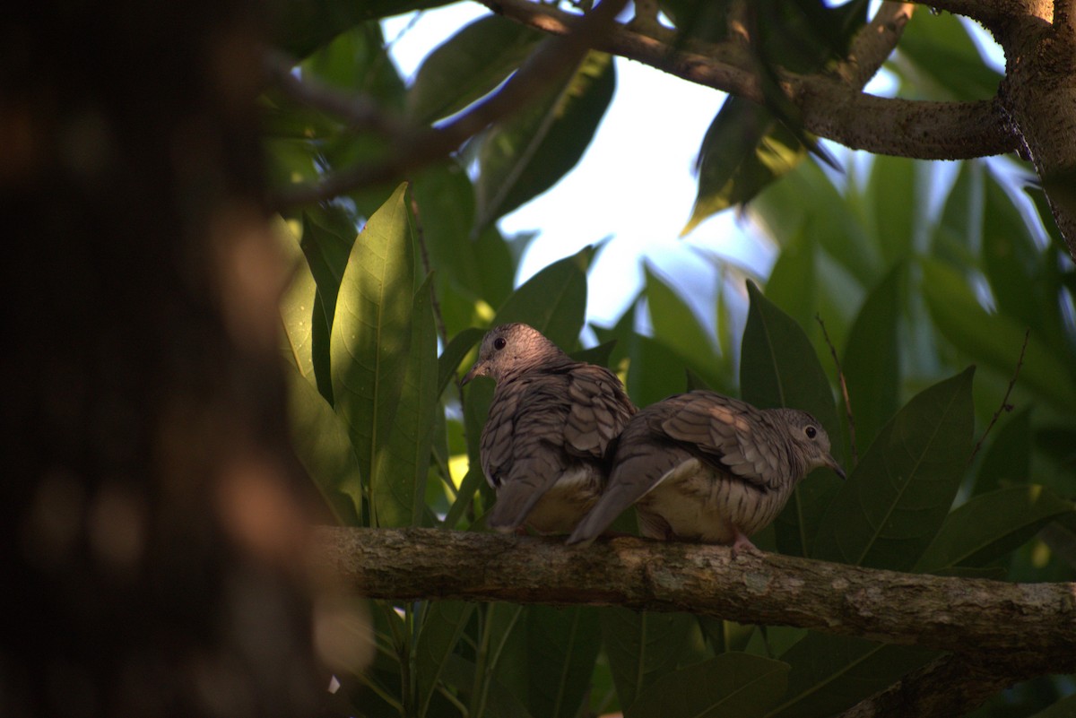 Inca Dove - ML646678622