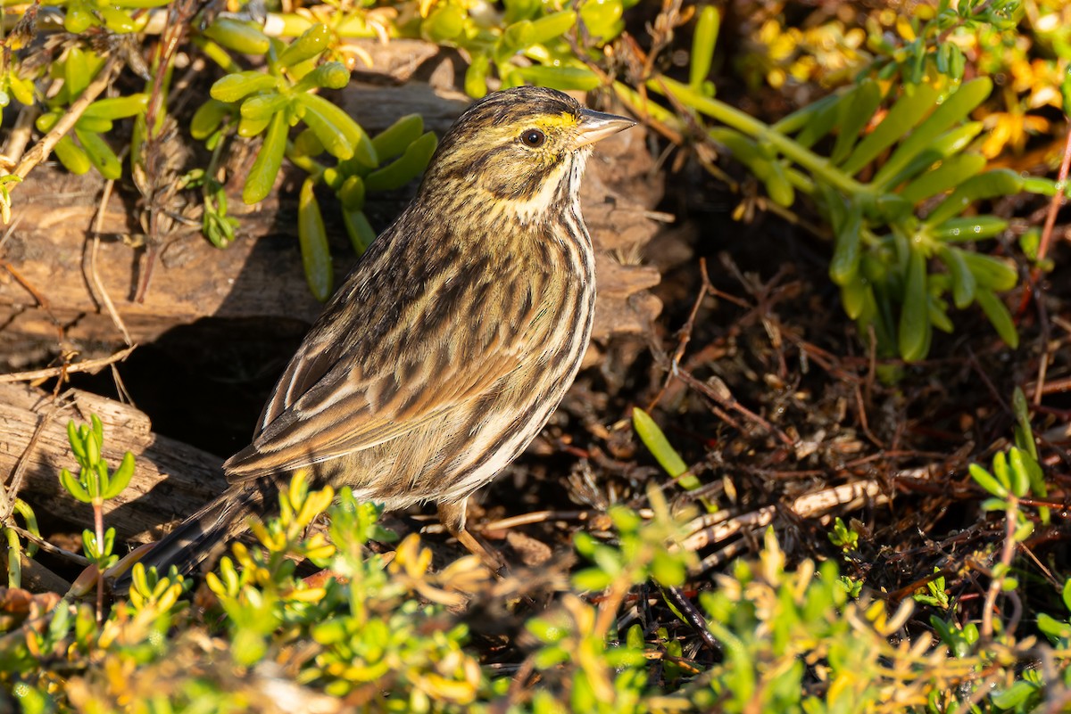 Savannah Sparrow (Belding's) - ML646678623