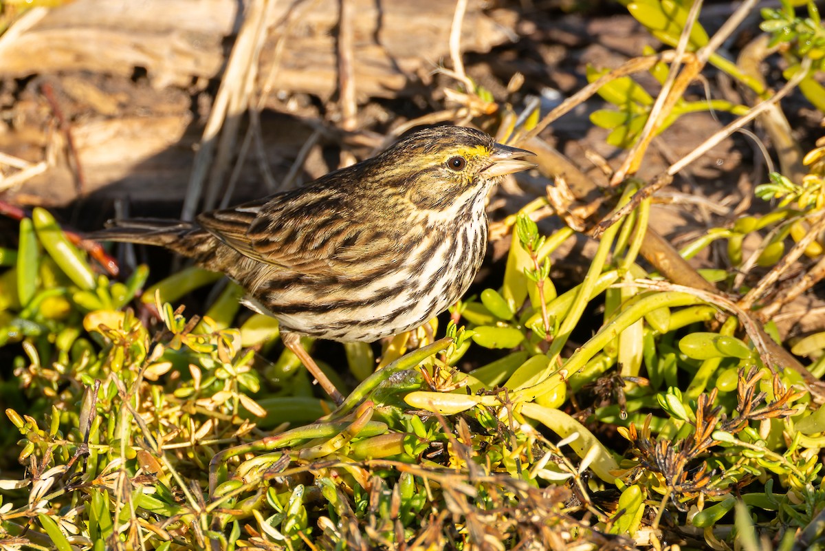 Savannah Sparrow (Belding's) - ML646678624