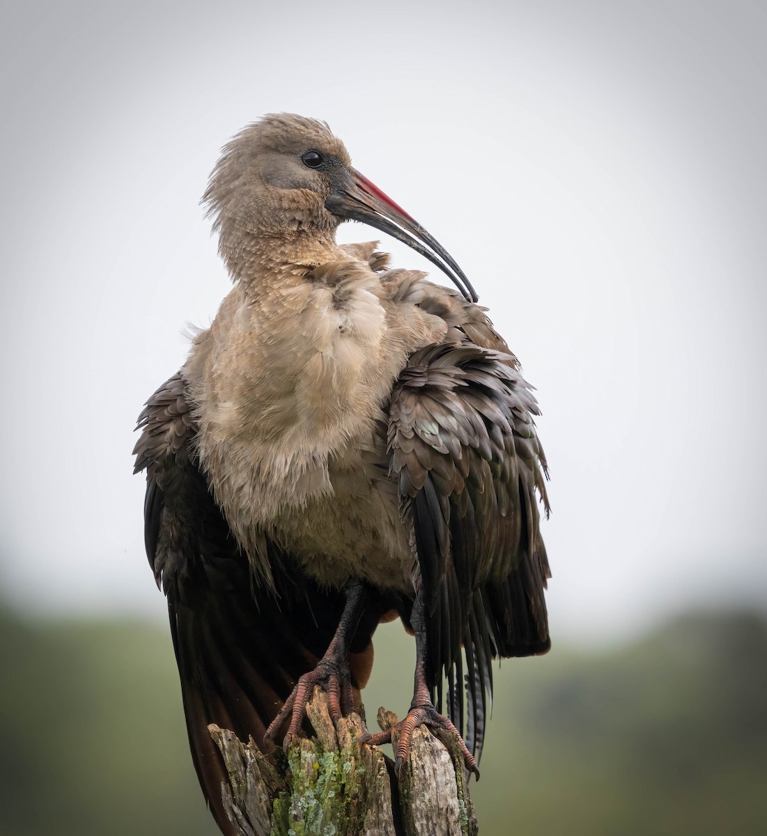 Hadada Ibis - ML646678625
