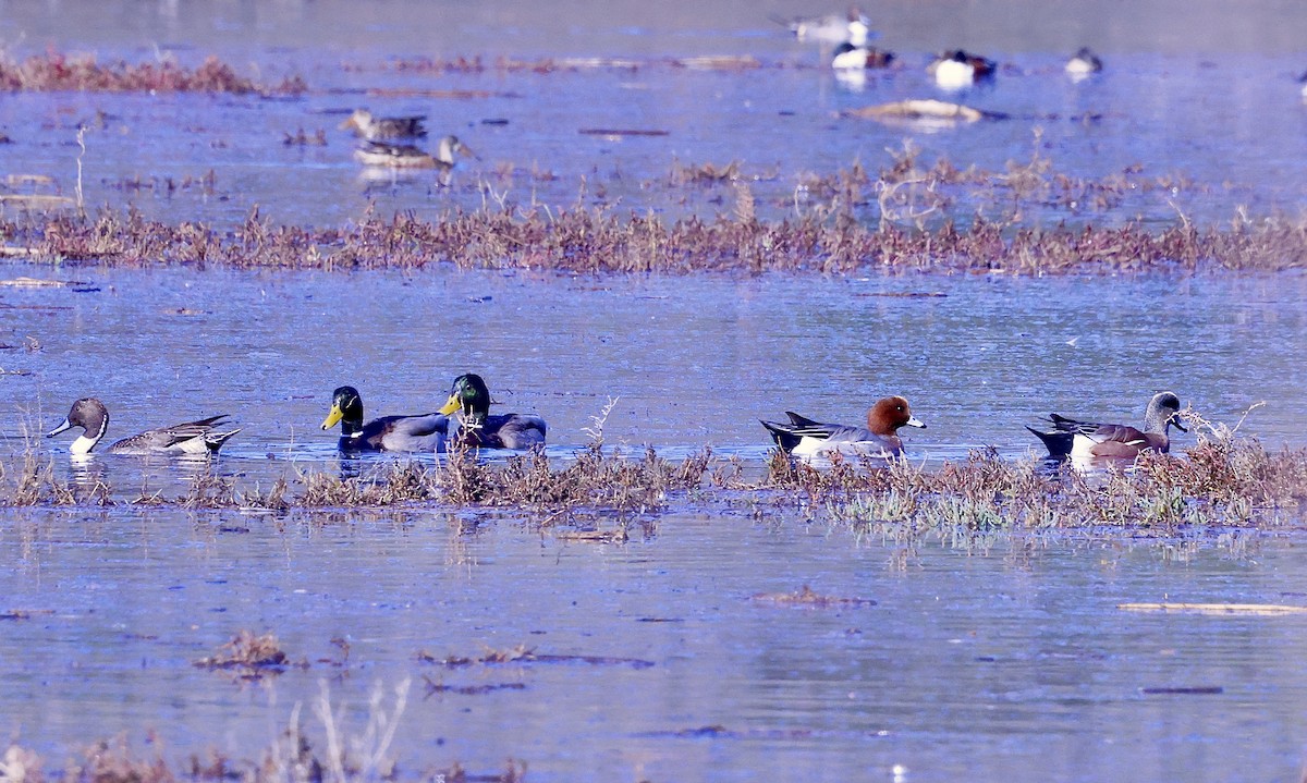 Eurasian Wigeon - ML646678626