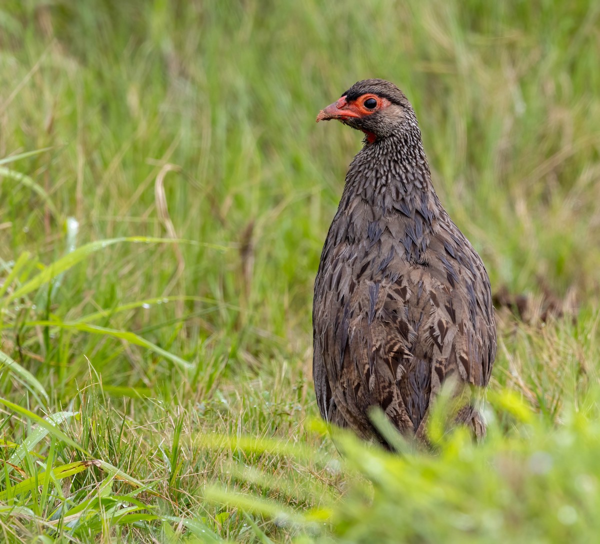 Red-necked Spurfowl - ML646678628