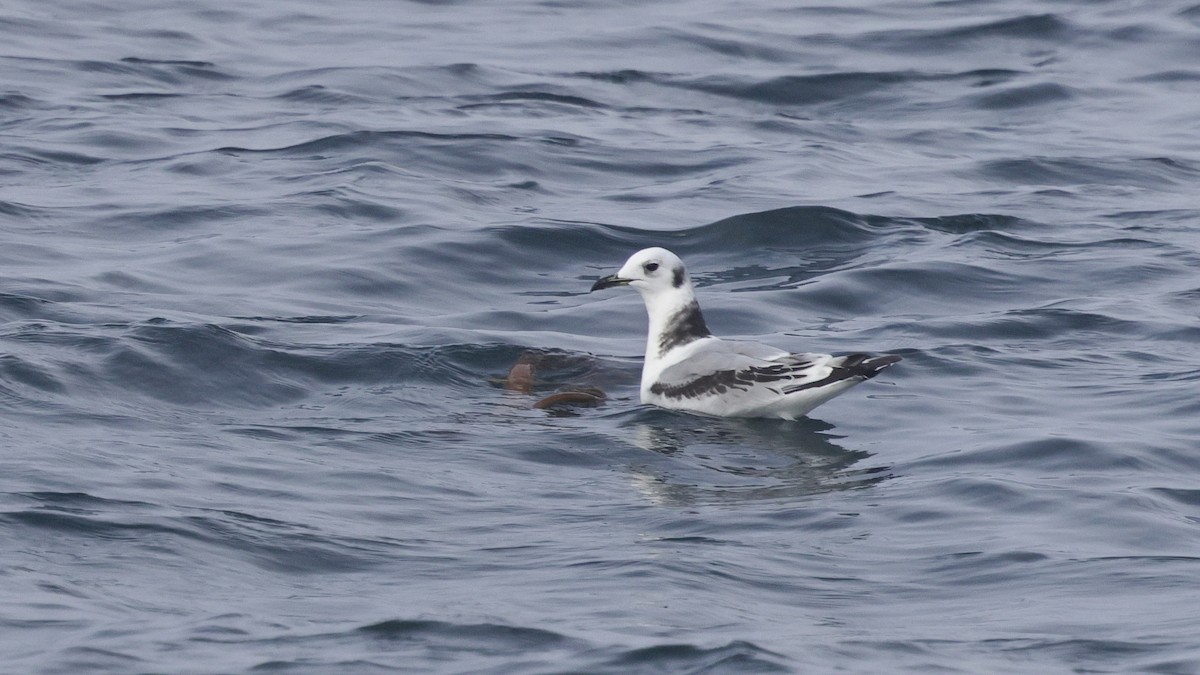 Black-legged Kittiwake - ML646678629