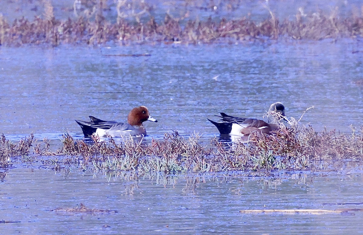 Eurasian Wigeon - ML646678630