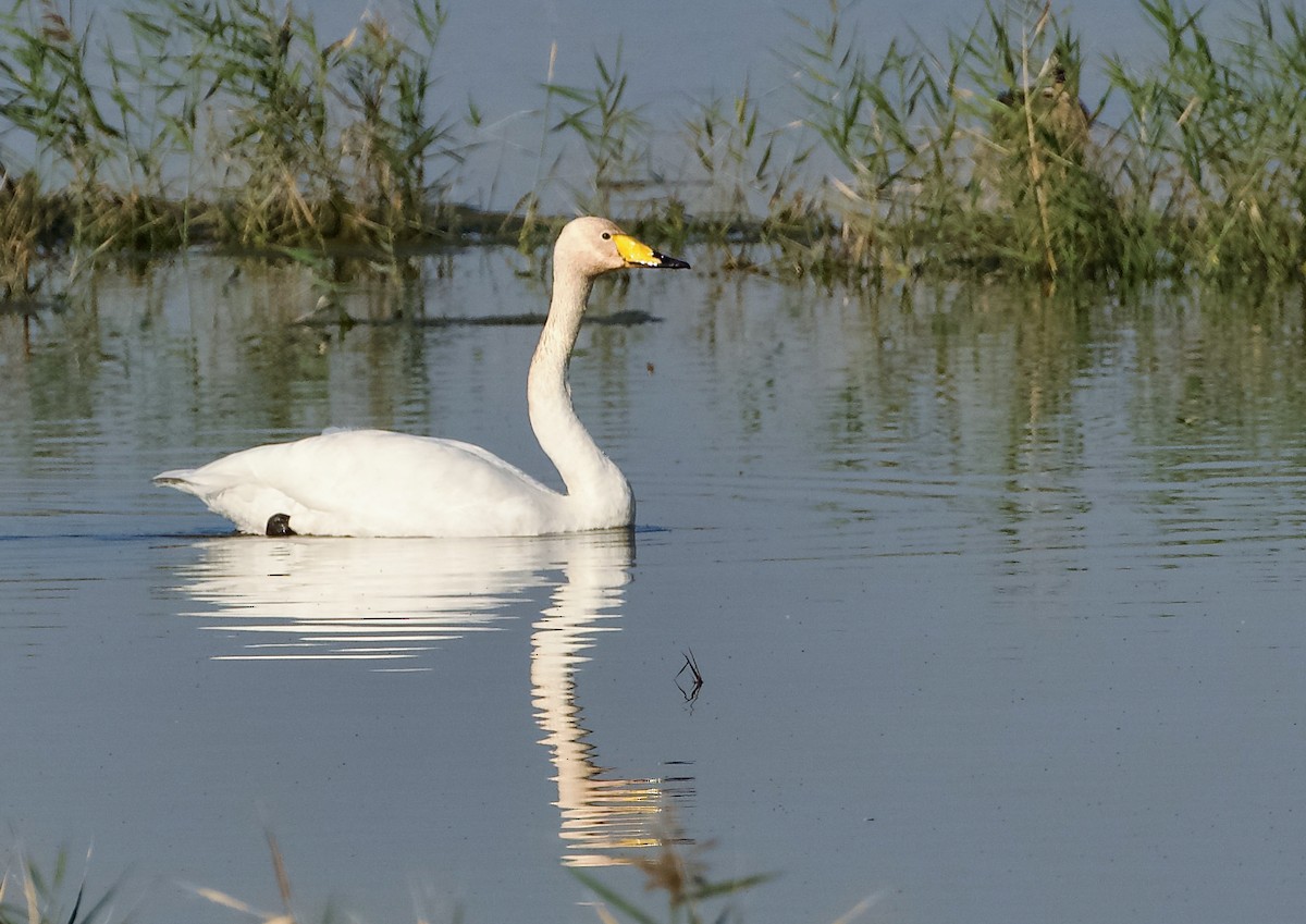 Cygne chanteur - ML646678632