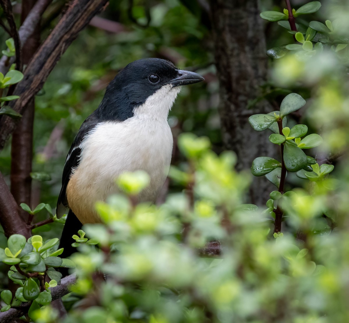 Gonolek boubou - ML646678634