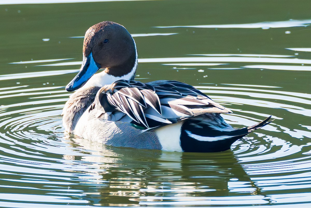 Canard pilet - ML646678636