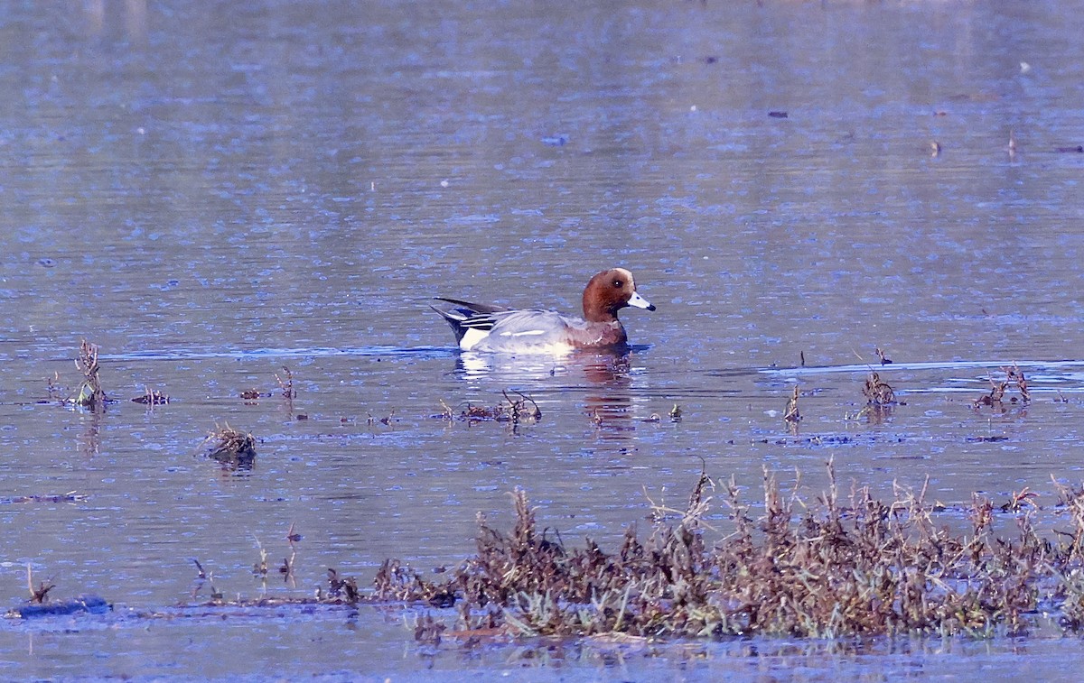 Canard siffleur - ML646678637