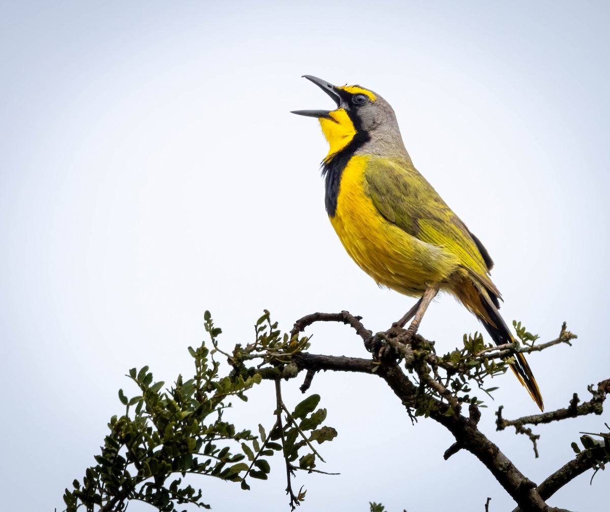 Gonolek bacbakiri - ML646678638