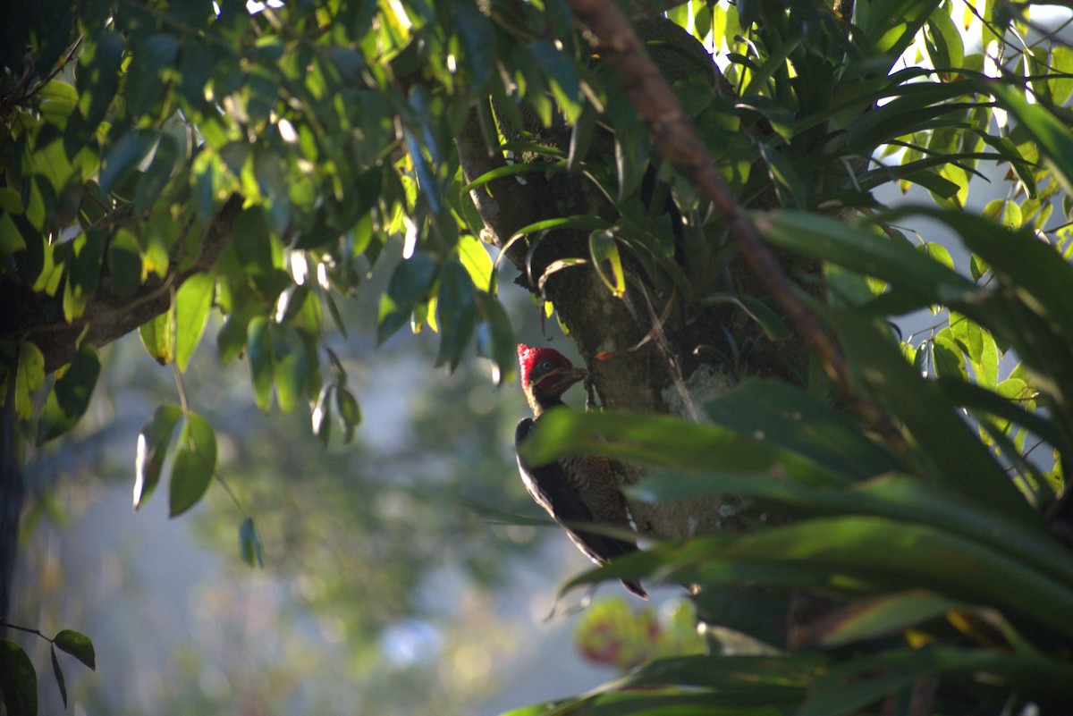 Pic ouentou - ML646678639